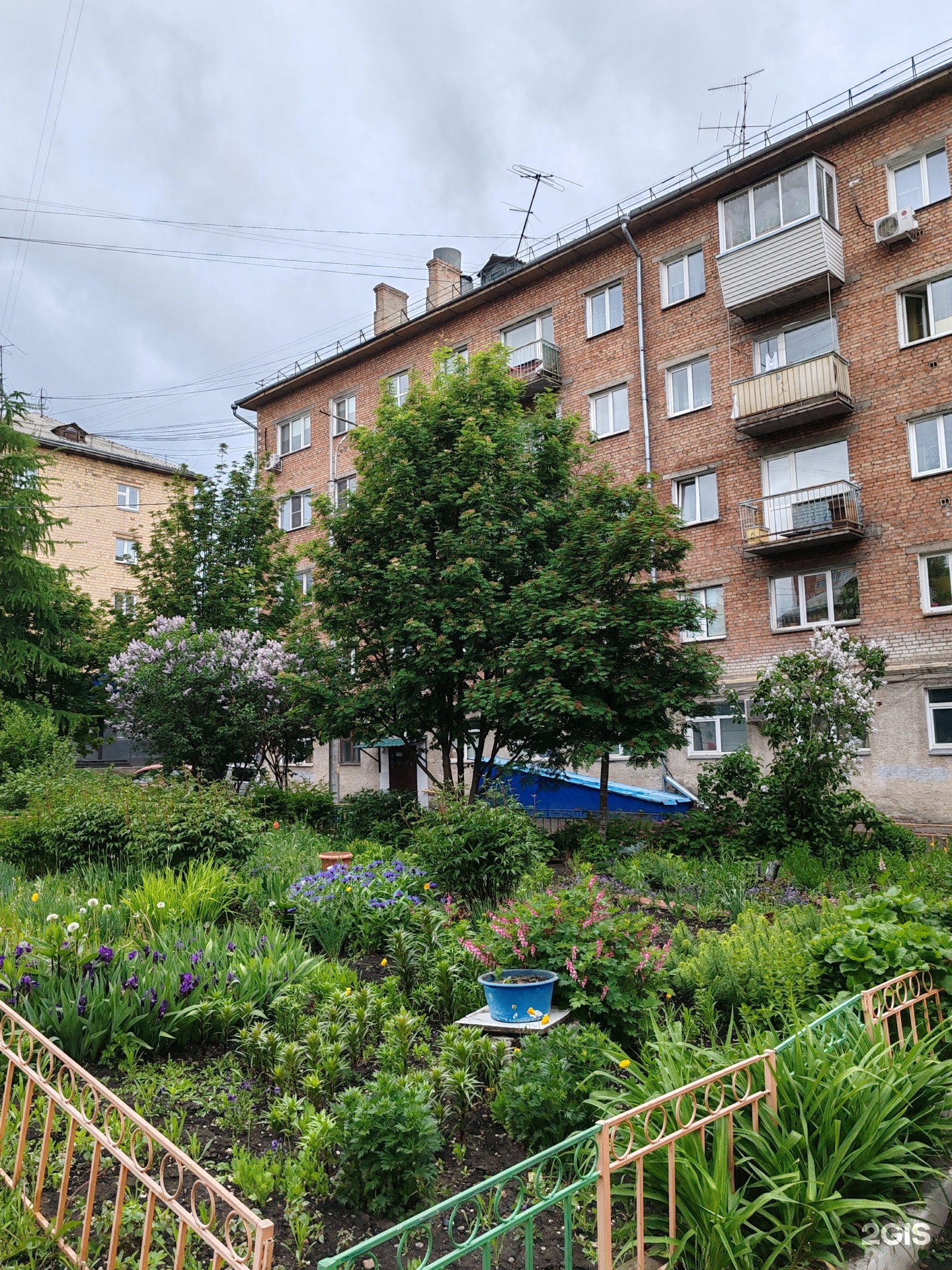 Сова, фотография 2
